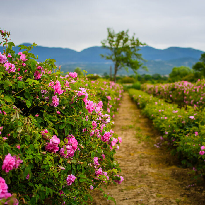 dolinata-na-rozite_700x700_crop_478b24840a